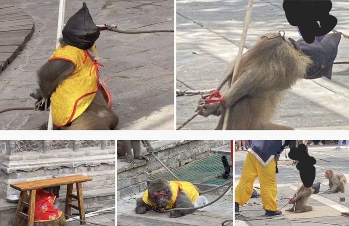 사진 중국 웨이보 캡처 *재판매 및 DB 금지