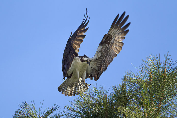 [뉴시스] 날개를 펼친 매. *기사 본문과는 무관한 사진. (사진=유토이미지) *재판매 및 DB 금지