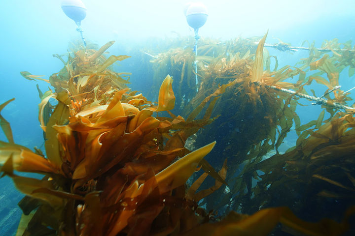 삼척시의 '유용 해조류 자원회복 사업' 모습.(사진=삼척시 제공) *재판매 및 DB 금지
