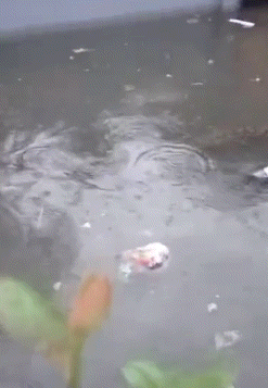 홍수 난 발리 거리서 '대형 비단뱀' 유유히(영상)