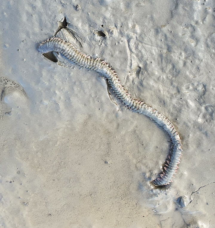 [서울=뉴시스] 흰이빨참갯지렁이. (사진=해양수산부 제공) 2026.03.02. photo@newsis.com *재판매 및 DB 금지