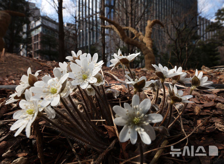 [서울=뉴시스] 배훈식 기자 = 서울 낮 최고기온 15도 등 전국이 10도 이상의 따뜻한 날씨를 보인 27일 오후 종로구 세종문화회관 인근 화단에 봄꽃이 꽃망울을 터뜨리며 봄을 재촉하고 있다. 2026.02.27. dahora83@newsis.com