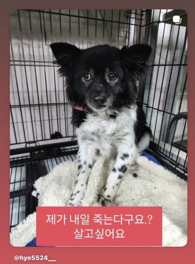 [서울=뉴시스] 유기견. (사진 = 서동주 인스타그램 캡처) 2026.03.01. photo@newsis.com *재판매 및 DB 금지