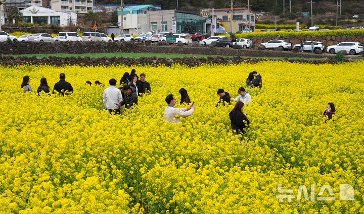 [서귀포=뉴시스] 우장호 기자 = 1일 오후 서귀포시 안덕면 산방산 앞 유채꽃밭에서 3.1절 연휴를 맞아 제주를 찾은 나들이객들이 만개한 봄꽃 사이를 거닐며 즐거운 시간을 보내고 있다. 2026.03.01. woo1223@newsis.com