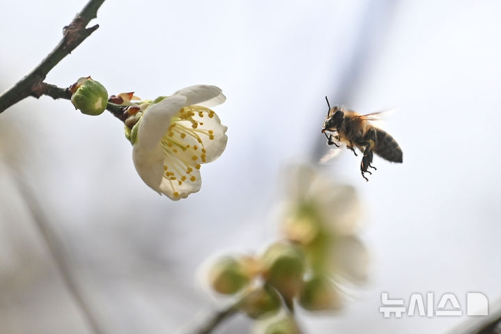 [광주=뉴시스] 이영주 기자 = 광주 광산구 고려인마을에 피어난 매화 주변에서 꿀벌이 꿀을 따고 있다. 2026.03.01. leeyj2578@newsis.com