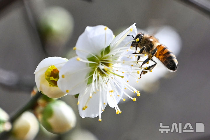 삼일절 연휴 마지막날 광주·전남, 최대 20㎜ 비…산간 눈