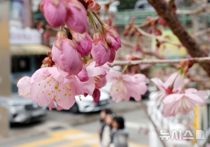  [부산=뉴시스] 하경민 기자 = 만물이 겨울잠에서 깨어난다는 절기인 경칩(驚蟄)을 나흘 앞둔 1일 부산 수영구 배화학교에서 벚꽃이 꽃망울을 터트려 시민들의 눈길을 사로잡고 있다. 2026.03.01. yulnetphoto@newsis.com