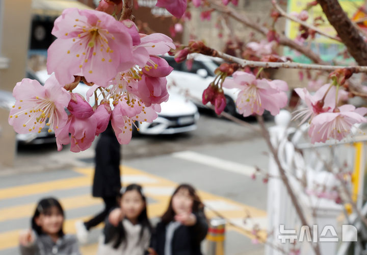 부산에 꽃망울을 터트린 벚꽃. (뉴시스DB)