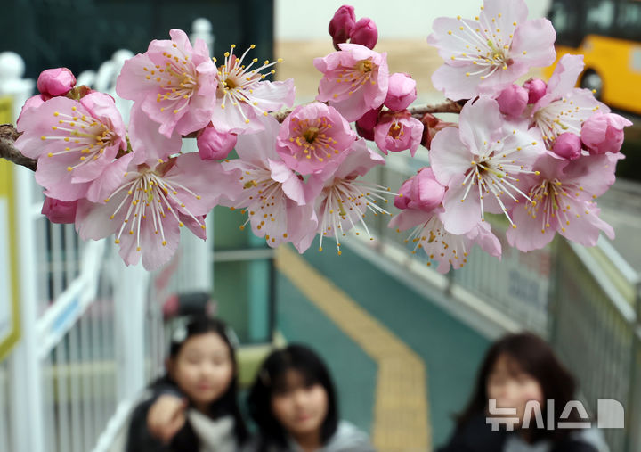  [부산=뉴시스] 하경민 기자 = 만물이 겨울잠에서 깨어난다는 절기인 경칩(驚蟄)을 나흘 앞둔 1일 부산 수영구 배화학교에서 벚꽃이 꽃망울을 터트려 시민들의 눈길을 사로잡고 있다. 2026.03.01. yulnetphoto@newsis.com