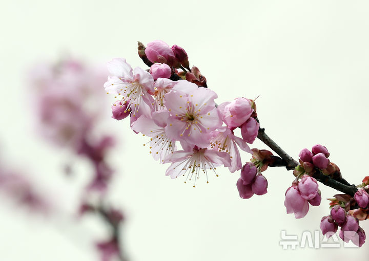  [부산=뉴시스] 하경민 기자 = 만물이 겨울잠에서 깨어난다는 절기인 경칩(驚蟄)을 나흘 앞둔 1일 부산 수영구 배화학교에서 벚꽃이 꽃망울을 터트려 시민들의 눈길을 사로잡고 있다. 2026.03.01. yulnetphoto@newsis.com
