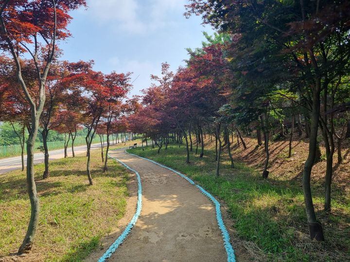 [수원=뉴시스] 김포시 홍단풍 나무숲길. (사진=경기도 제공) 2026.03.02. photo@newsis.com *재판매 및 DB 금지