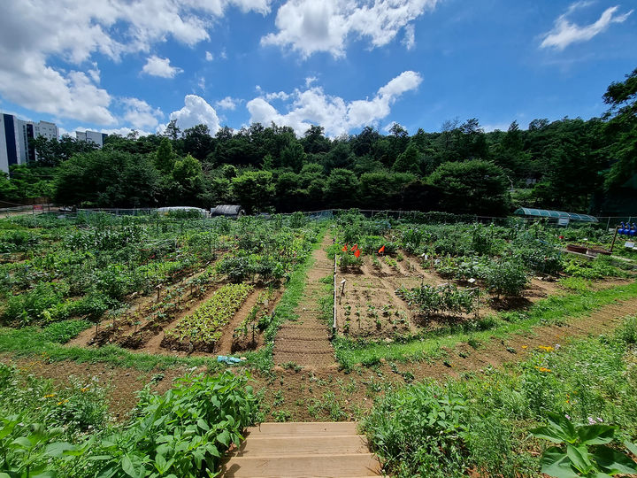 [서울=뉴시스] 주민 참여로 활기 띤 지난해 양천 마을텃밭 전경. 2026.03.02. (사진=양천구 제공) *재판매 및 DB 금지