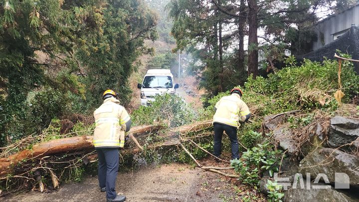 [제주=뉴시스] 2일 오전 제주시 조천읍의 한 도로에 나무가 쓰러져 출동한 119가 안전조치를 하고 있다. (사진=제주도소방안전본부 제공) 2026.03.02. photo@newsis.com *재판매 및 DB 금지