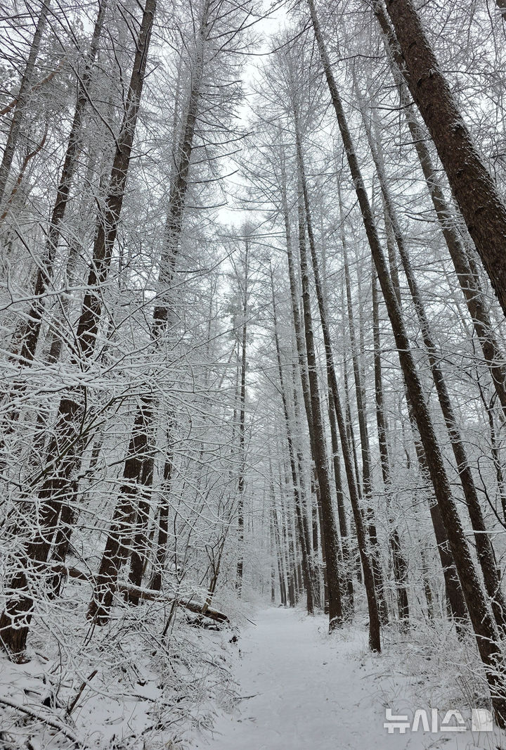 [태백=뉴시스]홍춘봉 기자 = 3.1절 연휴의 마지막 날이자 '경칩'을 사흘 앞둔 2일, 강원 태백지역에 대설주의보가 내려진 가운데 태백산국립공원 등반로 주변에 눈이 흩날리고 있다.2026.03.02. casinohong@newsis.com&nbsp; 