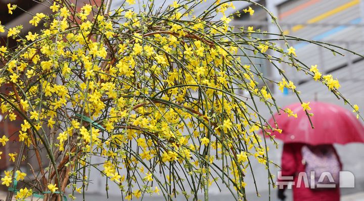[부산=뉴시스] 하경민 기자 = 만물이 겨울잠에서 깨어난다는 절기인 경칩(驚蟄)을 사흘 앞둔 2일 부산 부산진구의 한 주택가 화단에서 영춘화가 봄비를 머금은 채 만개해 시민들의 눈길을 사로잡고 있다. 2026.03.02. yulnetphoto@newsis.com