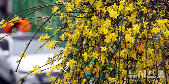 [부산=뉴시스] 하경민 기자 = 만물이 겨울잠에서 깨어난다는 절기인 경칩(驚蟄)을 사흘 앞둔 2일 부산 부산진구의 한 주택가 화단에서 영춘화가 봄비를 머금은 채 만개해 시민들의 눈길을 사로잡고 있다. 2026.03.02. yulnetphoto@newsis.com