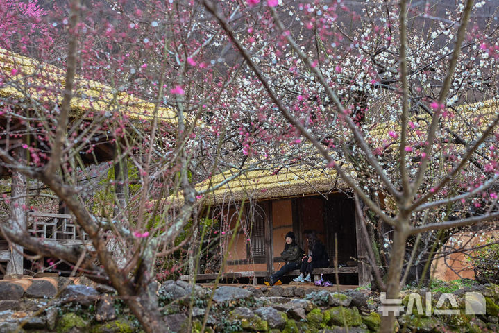 [광양=뉴시스] 이영주 기자 = 광주·전남에 비가 내리는 2일 오후 전남 광양시 홍쌍리 청매실농원에서 매화를 보러 온 관광객들이 초가집에서 비를 피하고 있다. 2026.03.02. leeyj2578@newsis.com
