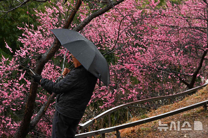 [광양=뉴시스] 이영주 기자 = 광주·전남에 비가 내리는 2일 오후 전남 광양시 홍쌍리 청매실농원에서 한 관광객이 만개한 홍매화를 배경으로 사진을 촬영하고 있다. 2026.03.02. leeyj2578@newsis.com