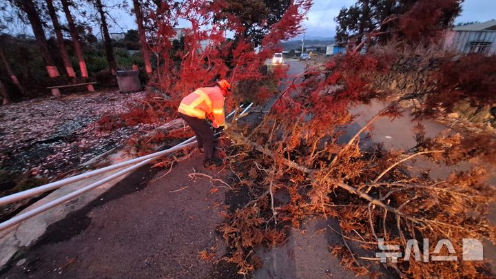 [제주=뉴시스] 2일 오후 제주시 애월읍에서 강풍에 의해 나무가 쓰러져 소방당국이 안전조치를 진행하고 있다. (사진=제주소방안전본부 제공 ) 2026.03.03. photo@newsis.com