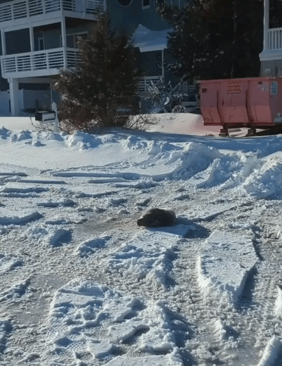 [뉴시스] 미국 뉴저지 해안 지역의 차량 통행이 잦은 왕복 4차선 도로 위에서 잠을 자던 새끼 물범이 구조됐다. (영상=인스타그램 캡처)*재판매 및 DB 금지