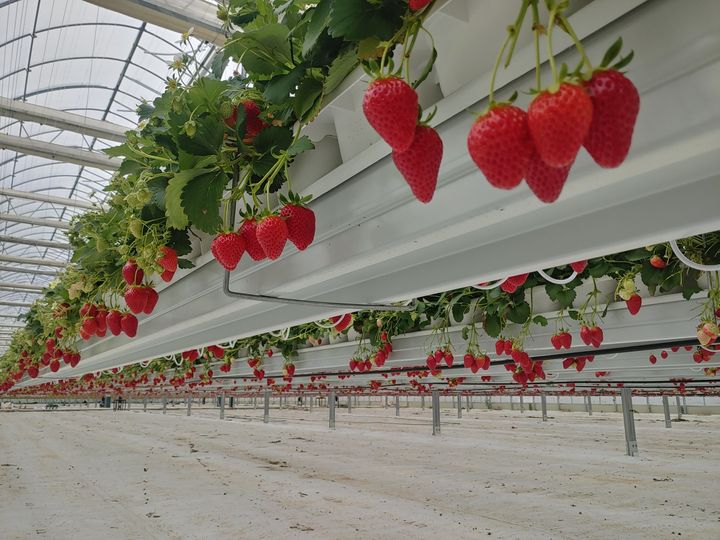 [밀양=뉴시스] 스마트팜 혁신밸리에서 재배 중인 밀양딸기. (사진= 밀양시 제공) 2026.03.03. photo@newsis.com *재판매 및 DB 금지