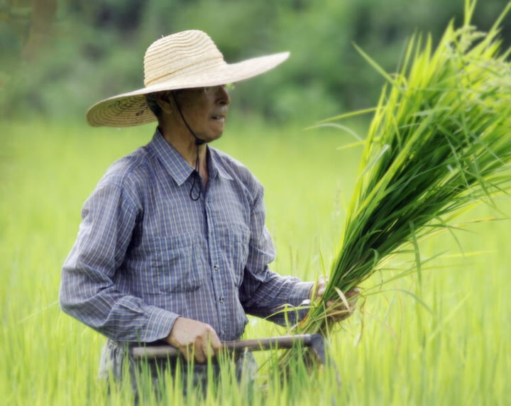평창군, 5월까지 기본형 공익직불금 신청 접수
