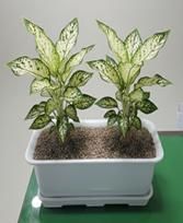 [대구=뉴시스] 대구 서구 베란다 텃밭 지원사업 공기정화식물 '아글라오네마' (사진=대구 서구 제공) 2026.03.03. photo@newsis.com *재판매 및 DB 금지