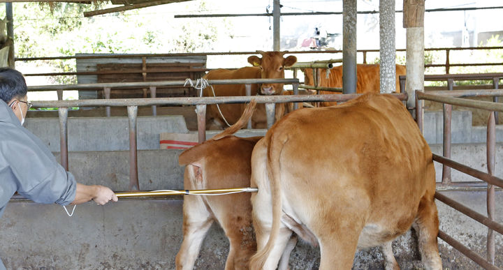 [임실=뉴시스] 구제역 백신 접종이 진행 중인 임실의 한우사육 농가. (사진=뉴시스 DB). photo@newsis.com *재판매 및 DB 금지