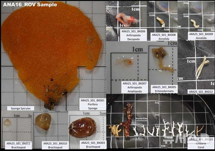 [서울=뉴시스] 아리아리호 심해 채집 생물들.