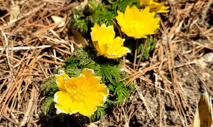 속리산 복수초(사진=속리산국립공원사무소 제공) *재판매 및 DB 금지