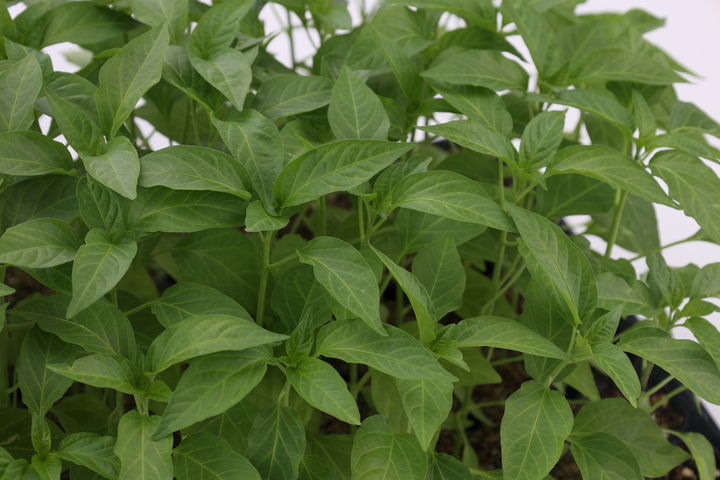 [세종=뉴시스] 잎 전용 고추 '원기2호'. (사진=농촌진흥청 제공) *재판매 및 DB 금지