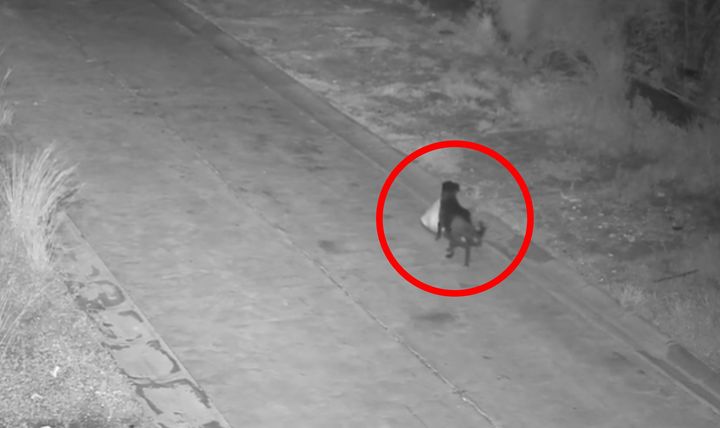 [뉴시스] 지난 15일(현지 시간) 이탈리아에서 한 견주가 반려견을 이용해 거리에 쓰레기를 버리게 한 사실이 적발됐다. (사진=카타니아 시청 공식 페이스북 캡처) *재판매 및 DB 금지