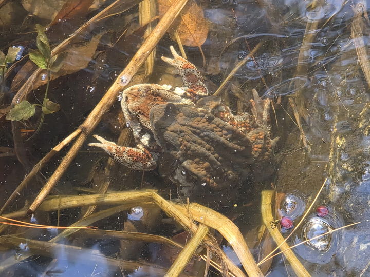 [청주=뉴시스] 충북 청주시 산남생태공원 내 두꺼비. (사진=청주시 제공) 2026.03.04. photo@newsis.com *재판매 및 DB 금지