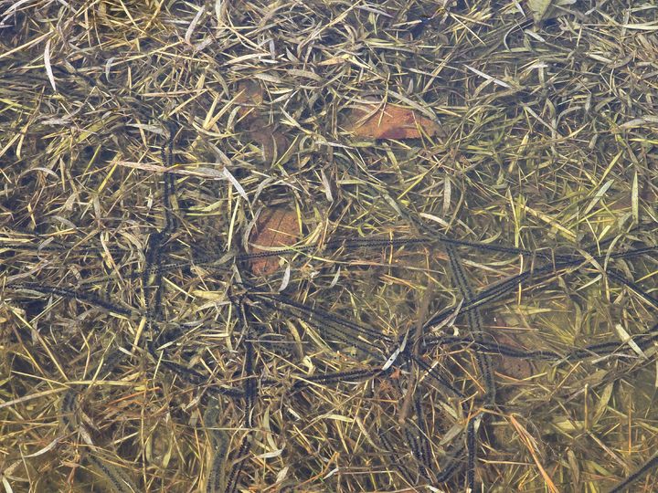 [청주=뉴시스] 충북 청주시 산남생태공원 내 두꺼비 알. (사진=청주시 제공) 2026.03.04. photo@newsis.com *재판매 및 DB 금지