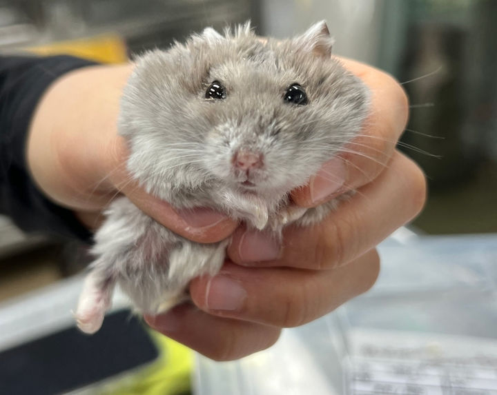 [뉴시스]골절, 안구 손상 등 학대 피해 동물 사진. (사진 = 동물자유연대 제공) *재판매 및 DB 금지