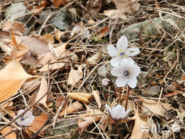 경주국립공원 토함산 일원에 핀 '변산바람꽃'