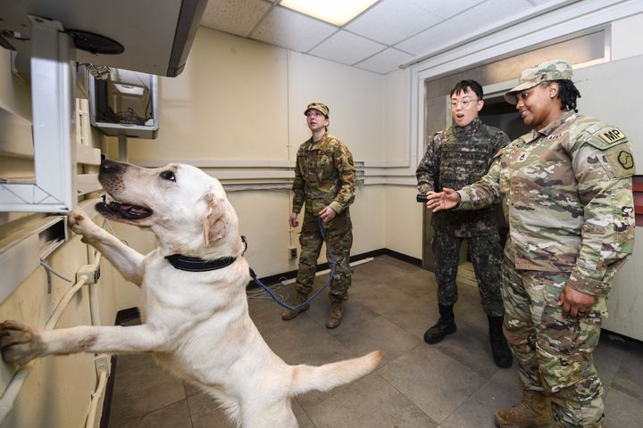 [대구=뉴시스] 공군 제11전투비행단은 4일 대구 남구 캠프 워커 내 미8군 제19원정지원사령부에서 미8군, 대구 경찰특공대와 함께 한미 군견 연합·합동 훈련을 실시했다. (사진=공군 제11전투비행단 제공) 2026.03.04. photo@newsis.com *재판매 및 DB 금지