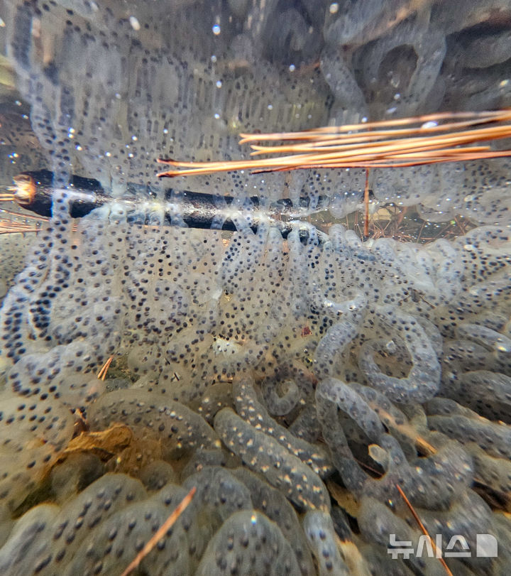 [제주=뉴시스] 우장호 기자 = 절기상 경칩을 하루 앞둔 4일 오전 제주시 애월읍 계곡의 한 물웅덩이에 도롱뇽 알주머니가 부화를 기다리고 있다.제주도롱뇽은 1월 말부터 4월 말까지 작은 개울이나 물웅덩이에 알을 낳으며 투명하고 길쭉한 알주머니에는 약 100여 개의 알이 들어있다. 2026.03.04. woo1223@newsis.com