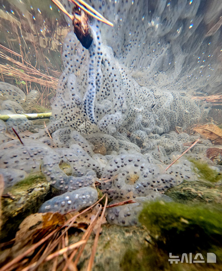 [제주=뉴시스] 우장호 기자 = 절기상 경칩을 하루 앞둔 4일 오전 제주시 애월읍 계곡의 한 물웅덩이에 도롱뇽 알주머니가 부화를 기다리고 있다.제주도롱뇽은 1월 말부터 4월 말까지 작은 개울이나 물웅덩이에 알을 낳으며 투명하고 길쭉한 알주머니에는 약 100여 개의 알이 들어있다. 2026.03.04. woo1223@newsis.com