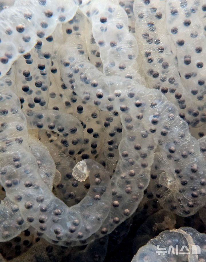 [제주=뉴시스] 우장호 기자 = 절기상 경칩을 하루 앞둔 4일 오전 제주시 애월읍 계곡의 한 물웅덩이에 도롱뇽 알주머니가 부화를 기다리고 있다.제주도롱뇽은 1월 말부터 4월 말까지 작은 개울이나 물웅덩이에 알을 낳으며 투명하고 길쭉한 알주머니에는 약 100여 개의 알이 들어있다. 2026.03.04. woo1223@newsis.com