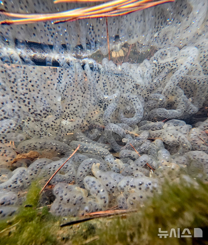 [제주=뉴시스] 우장호 기자 = 절기상 경칩을 하루 앞둔 4일 오전 제주시 애월읍 계곡의 한 물웅덩이에 도롱뇽 알주머니가 부화를 기다리고 있다.제주도롱뇽은 1월 말부터 4월 말까지 작은 개울이나 물웅덩이에 알을 낳으며 투명하고 길쭉한 알주머니에는 약 100여 개의 알이 들어있다. 2026.03.04. woo1223@newsis.com