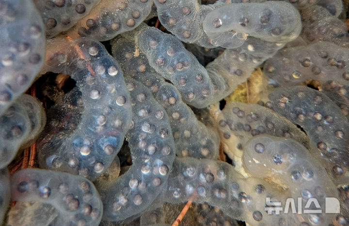 [제주=뉴시스] 우장호 기자 = 절기상 경칩을 하루 앞둔 4일 오전 제주시 애월읍 계곡의 한 물웅덩이에 도롱뇽 알주머니가 부화를 기다리고 있다. 제주도롱뇽은 1월 말부터 4월 말까지 작은 개울이나 물웅덩이에 알을 낳으며 투명하고 길쭉한 알주머니에는 약 100여 개의 알이 들어있다. 2026.03.04. woo1223@newsis.com