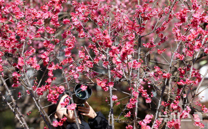 [대구=뉴시스] 이무열 기자 = 절기상 경칩을 하루 앞둔 4일 대구 중구 국채보상운동기념공원에 홍매화가 피어있다. 2026.03.04. lmy@newsis.com