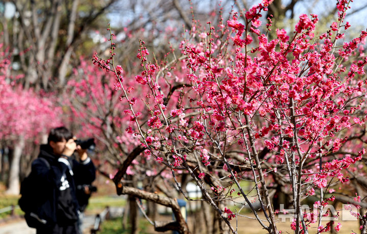 [대구=뉴시스] 이무열 기자 = 절기상 경칩을 하루 앞둔 4일 대구 중구 국채보상운동기념공원에 홍매화가 피어있다. 2026.03.04. lmy@newsis.com