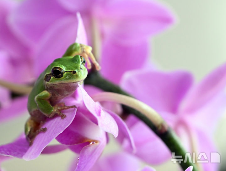 [인천=뉴시스] 전진환 기자 = 경칩을 하루 앞둔 4일 오후 인천 남동구의 한 화원 온실 호접란 위에 청개구리가 앉아 있다. 2026.03.04. amin2@newsis.com