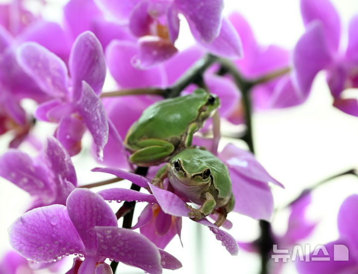 [인천=뉴시스] 전진환 기자 = 경칩을 하루 앞둔 4일 오후 인천 남동구의 한 화원 온실 호접란 위에 청개구리가 앉아 있다. 2026.03.04. amin2@newsis.com