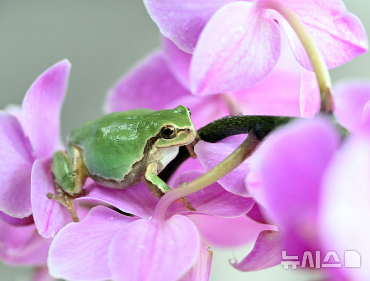[인천=뉴시스] 전진환 기자 = 경칩을 하루 앞둔 4일 오후 인천 남동구의 한 화원 온실 호접란 위에 청개구리가 앉아 있다. 2026.03.04. amin2@newsis.com