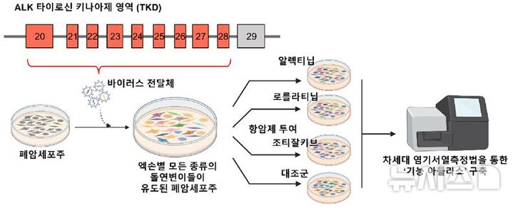 [서울=뉴시스] 프라임 편집 기반 ALK 변이 스크리닝 플랫폼 '기능 아틀라스' 모식도. ALK 타이로신 키나제 영역 내 발생 가능한 변이들을 실제 폐암 세포주에 도임하고 분석하는 전체 공정 과정. 이를 통해 각 세대별 표적치료제에 대한 반응성을 대규모 평가할 수 있음. (사진= 세브란스병원 제공)