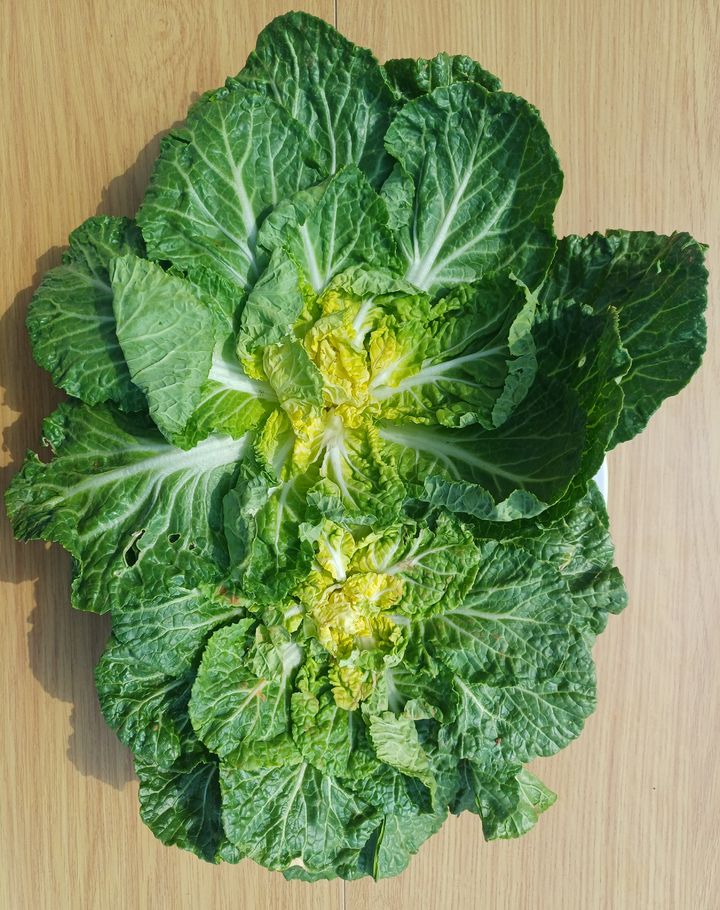 [서울=뉴시스] 식품의약품안전처는 최근 관심이 높은 봄동과 봄철에 국민이 즐겨 섭취하는 냉이, 달래 등 농산물의 안전관리를 위해 오는 20일까지 지방자치단체와 함께 집중 수거·검사를 실시한다고 5일 밝혔다. (사진=식약처 제공) 2026.03.05. photo@newsis.com *재판매 및 DB 금지