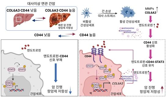[울산=뉴시스] 대사 이상을 동반한 간암의 공격성과 항암제 내성 원인 규명 (사진=UNIST 제공) photo@newsis.com *재판매 및 DB 금지